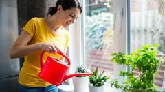 Die Wassertemperatur ist wichtiger, als es scheint: Wie die Abkühlung der Wurzeln die Photosynthese und das Wachstum verlangsamt