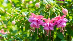 Fuchsien durch Stecklinge vermehren – und keinen einzigen Steckling verlieren