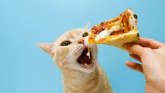 Die gefährlichsten Lebensmittel für Katzen: Welche Speisen können ihrer Gesundheit schaden?