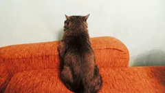 Warten Sie nicht, bis die Katze von sich aus Kontakt aufnimmt – schaffen Sie Bedingungen, damit sie es von selbst will