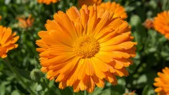 Ringelblume für die Haut: Was sie wirklich bewirkt und wo die Mythen enden