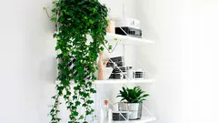 Der Mythos vom luftreinigenden Efeu: Was passiert wirklich mit dem Staub in der Wohnung?