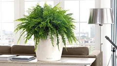 Farn als Luftbefeuchter: Was stimmt wirklich – und was ist nur ein Mythos?