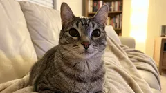 Sie denken, Ihre Katze ignoriert Sie. In Wahrheit hat sie einfach alles durchgerechnet.