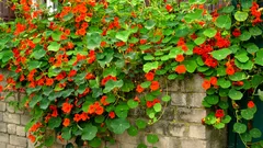 Ich habe diese Blume jahrelang gezüchtet und nicht gewusst, dass man sie essen kann