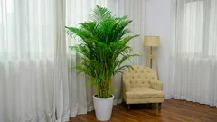 Chamaedorea in der Wohnung: Einfache Regeln, die die Blätter retten