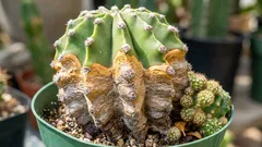 Wie man einen Kaktus vor Fäulnis rettet: Anzeichen, Ursachen und das richtige Pflegeprogramm