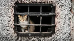 Warum Katzen, die nie nach draussen dürfen, oft träge werden und zunehmen