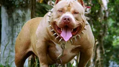 Gefährliche Hunderassen: Wie Verbote funktionieren und warum sie oft nicht greifen